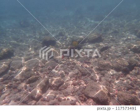 カハルウビーチパークの海 カハルウビーチパークの海 117573491