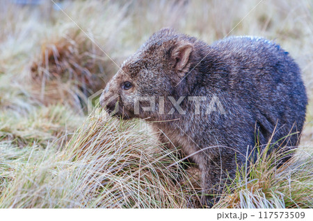 Wombat in grassland Wombat in grassland 117573509