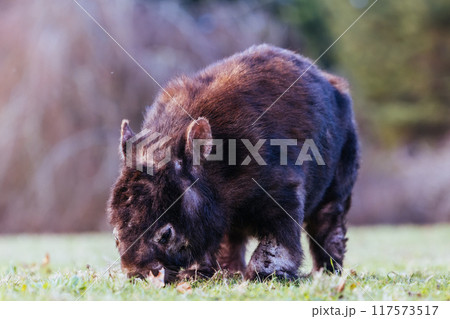 Sick Wombat with Mange in Australia Sick Wombat with Mange in Australia 117573517