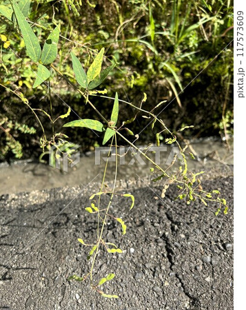 アレチヌスビトハギの仲間 117573609