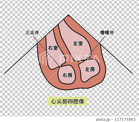 心エコー 心尖部四腔像（文字あり） 117573863