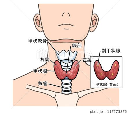 甲状腺 117573876