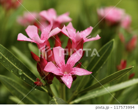 A beautiful pink flower, fresh and covered with water droplets after a morning rain A beautiful pink flower, fresh and covered with water droplets after a morning rain 117573994