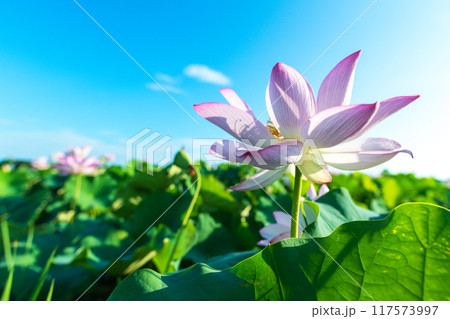 花びらが大きく開いた朝の蓮の花と真夏の青空の景色 花びらが大きく開いた朝の蓮の花と真夏の青空の景色 117573997