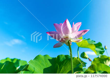 青空に向かって真っ直ぐ伸びる蓮の花 117574000
