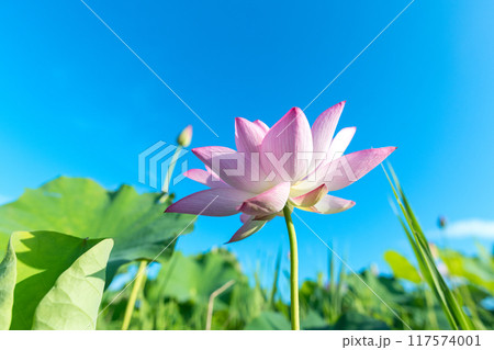 蓮の花と真夏の青空 117574001