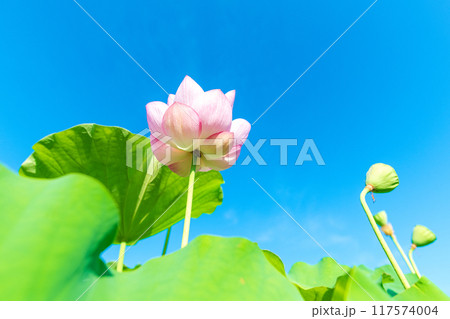 下から見た蓮の花と真夏の青空 117574004