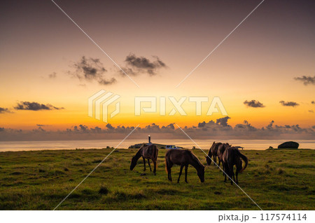 与那国馬と東崎灯台の夜明け 117574114