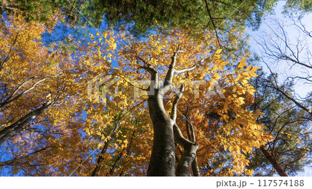 紅葉した森の景色 紅葉した森の景色 117574188