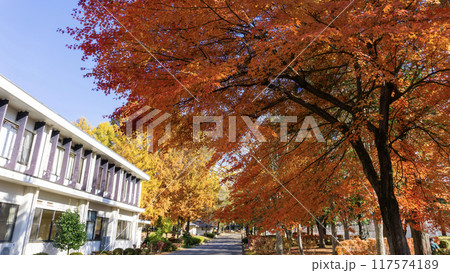 紅葉した森の景色 紅葉した森の景色 117574189