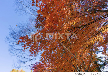 紅葉した森の景色 紅葉した森の景色 117574190