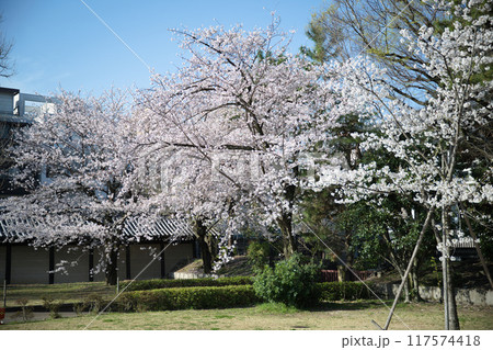 東本願寺の桜　2023年春 117574418