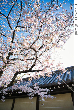 東本願寺の桜 2023年春 東本願寺の桜 2023年春 117574421
