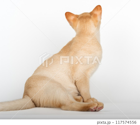 Burmese kitten looking at white background. 117574556