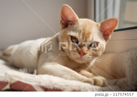 Burmese red kitten resting on the windowsill. 117574557
