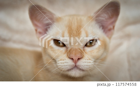 Close-up of a Burmese kittens face. 117574558