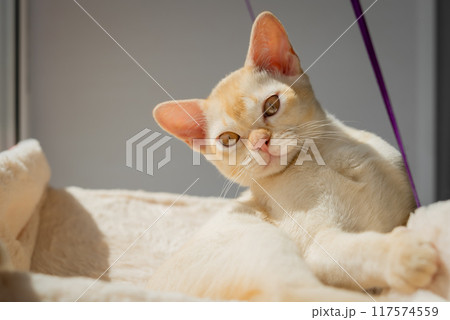 Little Burmese kitten on a hanging bed by the window. Little Burmese kitten on a hanging bed by the window. 117574559