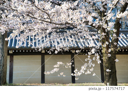 東本願寺の桜　2023年春 117574717