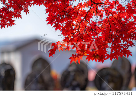 【紅葉素材】秋の長円寺の紅葉【長野県】 【紅葉素材】秋の長円寺の紅葉【長野県】 117575411