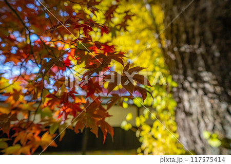 【紅葉素材】秋の長円寺の紅葉【長野県】 【紅葉素材】秋の長円寺の紅葉【長野県】 117575414
