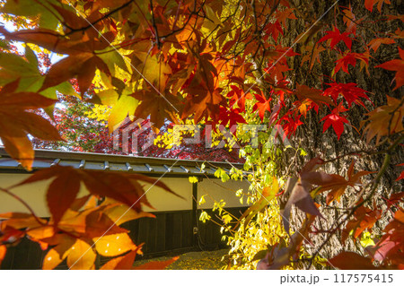 【紅葉素材】秋の長円寺の紅葉【長野県】 【紅葉素材】秋の長円寺の紅葉【長野県】 117575415