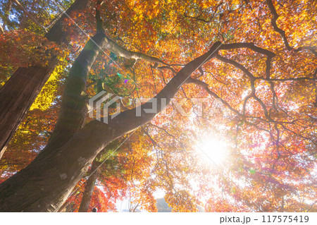 【紅葉素材】秋の長円寺の紅葉【長野県】 【紅葉素材】秋の長円寺の紅葉【長野県】 117575419