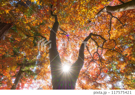 【紅葉素材】秋の長円寺の紅葉【長野県】 117575421