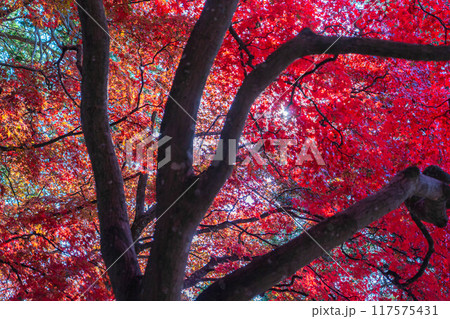 【紅葉素材】秋の長円寺の紅葉【長野県】 【紅葉素材】秋の長円寺の紅葉【長野県】 117575431