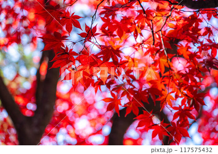 【紅葉素材】秋の長円寺の紅葉【長野県】 117575432