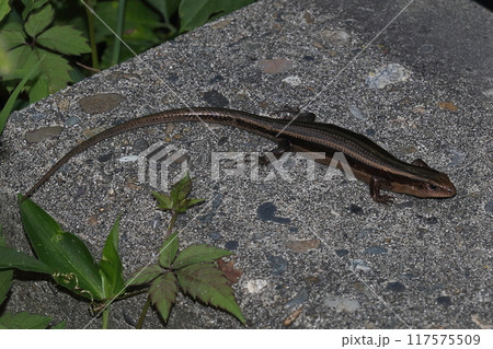 とかげ とかげ 117575509