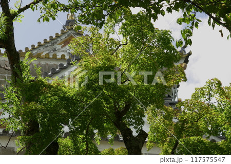 木々の間から見える岐阜城 117575547