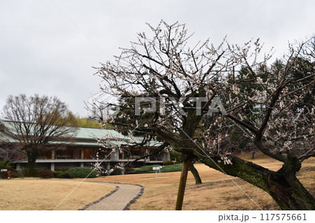 赤坂離宮　和風別館「游心亭」の梅 117575661
