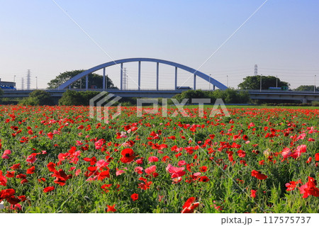 ポピー畑 117575737