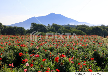 筑波山とポピー畑 筑波山とポピー畑 117575738