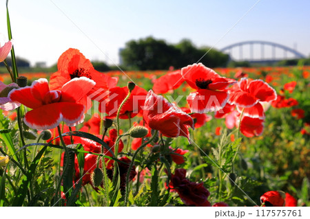 ポピー畑 ポピー畑 117575761