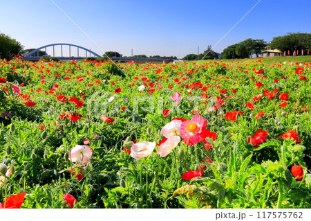 ポピー畑 117575762
