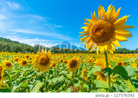 富士山とひまわり畑　山中湖　花の都公園　日本の風景 117576393