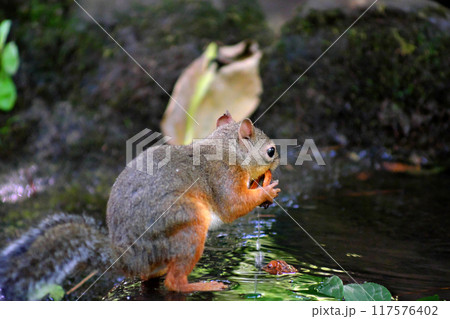 水を飲むリス⑤ 水を飲むリス⑤ 117576402