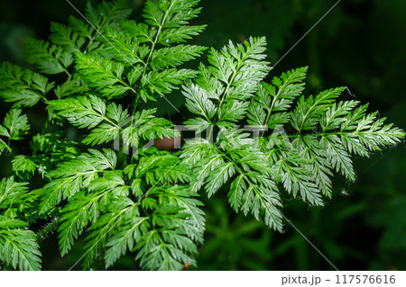 Poison hemlock leaf Conium maculatum up close macro carrot family apiaceae 117576616