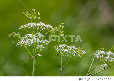 Chaerophyllum hirsutum roseum - pink umbels of hairy chervil 117576617