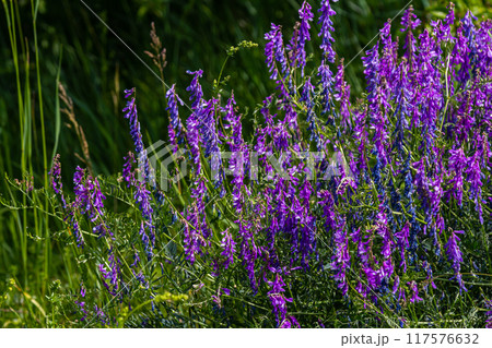 Vetch, vicia cracca valuable honey plant, fodder, and medicinal plant. Fragile purple flowers background. Woolly or Fodder Vetch blossom in spring garden 117576632
