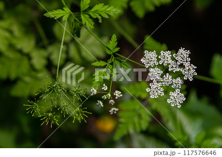 White Chaerophyllum aureum plant with smooth bokeh 117576646
