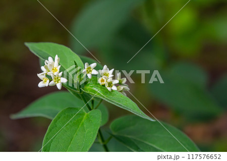 Vincetoxicum hirundinaria. Close up of white swallow wort.Vincetoxicum in the family Apocynaceae Vincetoxicum hirundinaria. Close up of white swallow wort.Vincetoxicum in the family Apocynaceae 117576652