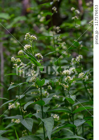 Vincetoxicum hirundinaria. Close up of white swallow wort.Vincetoxicum in the family Apocynaceae Vincetoxicum hirundinaria. Close up of white swallow wort.Vincetoxicum in the family Apocynaceae 117576653