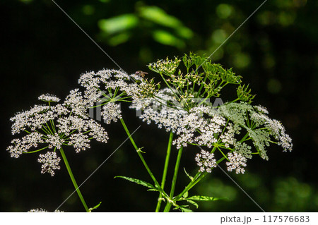 Chaerophyllum hirsutum roseum - pink umbels of hairy chervil Chaerophyllum hirsutum roseum - pink umbels of hairy chervil 117576683