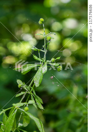 Seed and leaves of the galium aparine or stickybud plant Seed and leaves of the galium aparine or stickybud plant 117576686