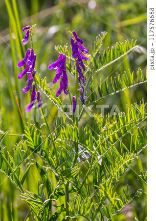 Vetch, vicia cracca valuable honey plant, fodder, and medicinal plant. Fragile purple flowers background. Woolly or Fodder Vetch blossom in spring garden Vetch, vicia cracca valuable honey plant, fodder, and medicinal plant. Fragile purple flowers background. Woolly or Fodder Vetch blossom in spring garden 117576688