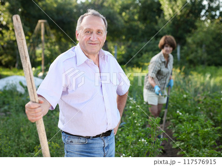 Elderly woman and man harrows potatoes in the garden Elderly woman and man harrows potatoes in the garden 117576915