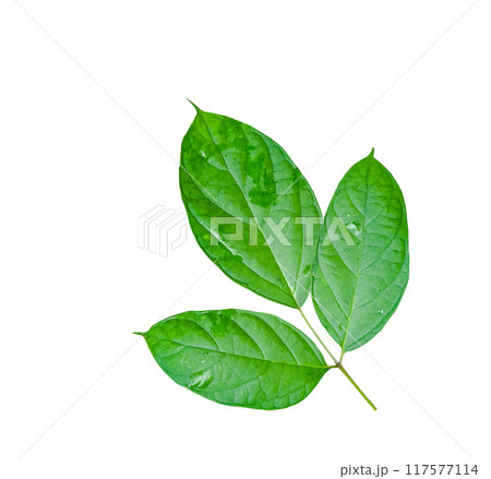 A cut-out of a tree top on a white background with clipping paths. A cut-out of a tree top on a white background with clipping paths. 117577114