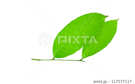 A cut-out of a tree top on a white background with clipping paths. 117577117